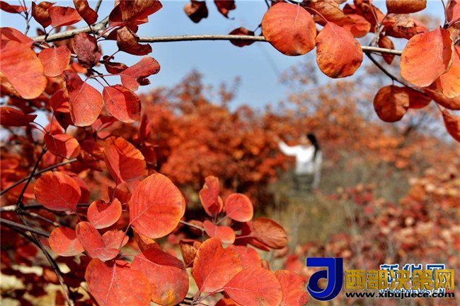 1509066962524213.jpg 4.jpg