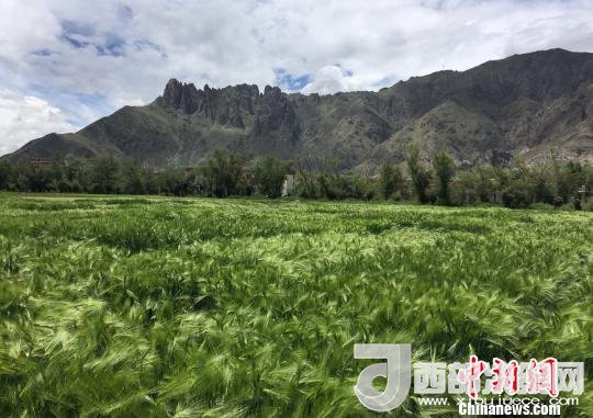 2017年西藏青稞總產(chǎn)量達到79萬噸，占糧食總產(chǎn)量的77%。圖為西藏青稞?！⊥跤窳?攝