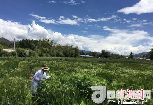 西藏與9家國家重點實驗室合力促青稞增產(chǎn)、牦牛育肥