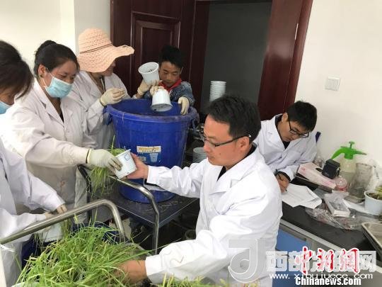 圖為研究員正在調(diào)查青稞感染白粉病情況?！⊥跤窳?攝