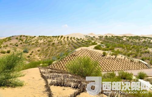 達(dá)拉特旗庫布其沙漠染綠。吳勇攝