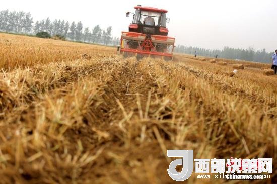 資料圖：收割機(jī)進(jìn)行機(jī)械化收割。<a target='_blank'  data-cke-saved- >中新社</a>記者 王中舉 攝