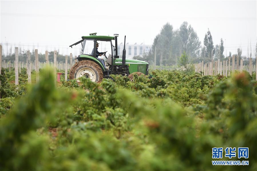 （壯麗70年·奮斗新時代——共和國發(fā)展成就巡禮·圖文互動）（10）生態(tài)美、百姓富——品讀嶄新“寧夏畫卷”