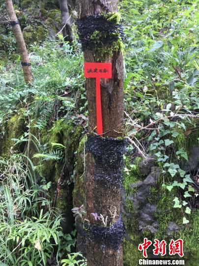 貴州同威生物科技有限公司鐵皮石斛種植。　周嫻 攝