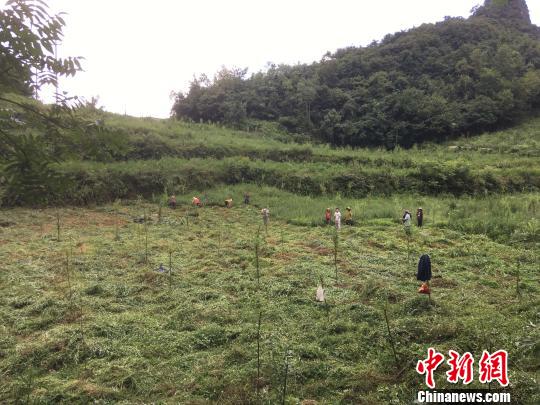 貴州同威生物科技有限公司天麻種植基地?！≈軏?攝