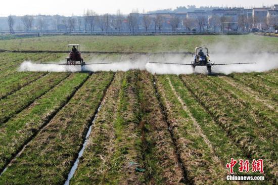 2月20日，南京湖熟街道現(xiàn)代農(nóng)業(yè)示范園區(qū)內(nèi)，工作人員駕駛自走式噴霧機(jī)給小麥噴灑除草劑。泱波 攝