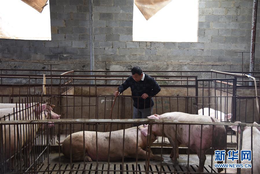 (新華全媒頭條·圖文互動(dòng))(4)刺梨花開(kāi)滿山紅——記在貴州脫貧攻堅(jiān)一線奮斗的殘疾人