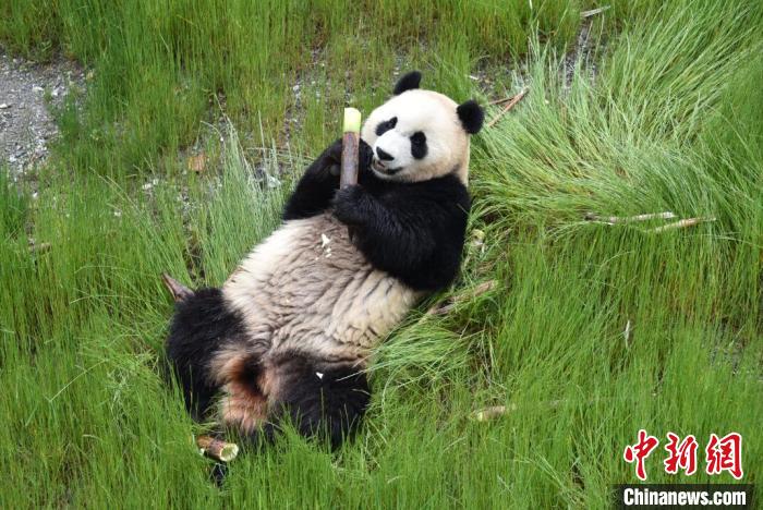 九寨溝熊貓園里的大熊貓?！【耪瘻峡h委宣傳部提供 攝