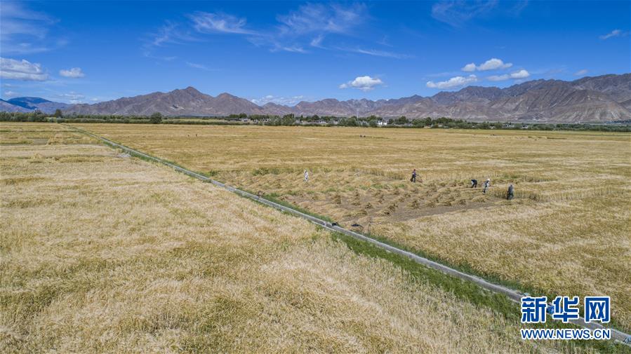 （新華全媒頭條·走向我們的小康生活·圖文互動(dòng)）（11）扎西德勒，我們的新家園——西藏易地扶貧搬遷搬出幸福美好新生活