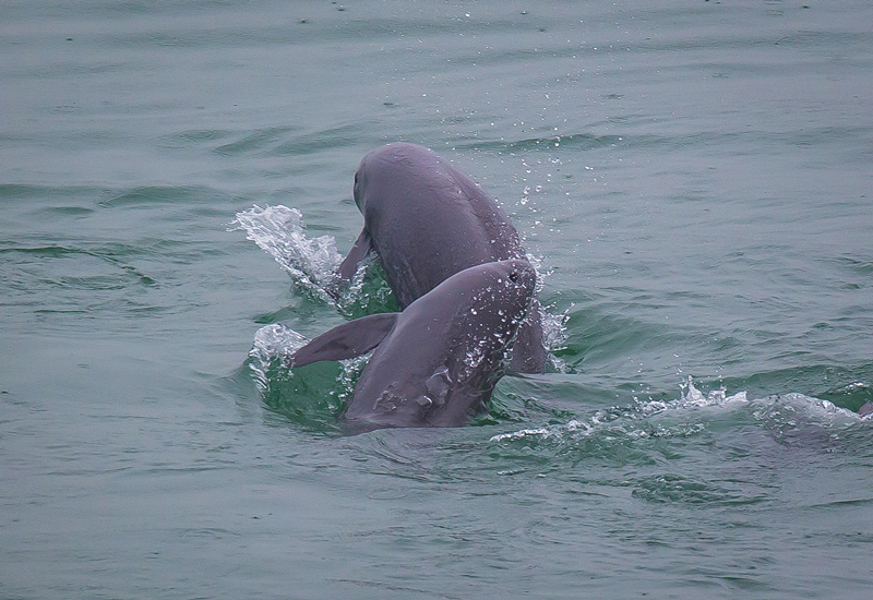 2021年5月10日，在湖北省宜昌市江邊，長江江豚在水中嬉戲。