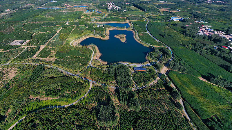 這是2022年9月6日拍攝的雄安新區(qū)千年秀林。